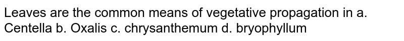 Leaves are the common means of vegetative propagation in a. Centella b. Oxalis c. chrysanthemum d. bryophyllum