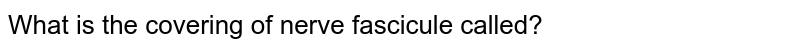 What is the covering of nerve fascicule called?