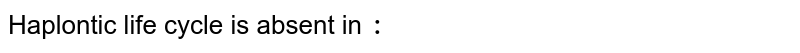Haplontic life cycle is absent in :