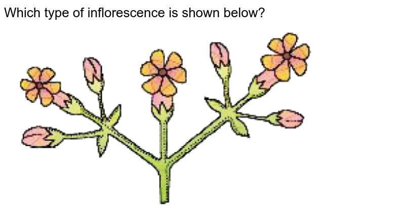 Which type of inflorescence is shown below?