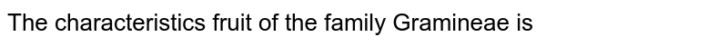 The characteristics fruit of the family Gramineae is