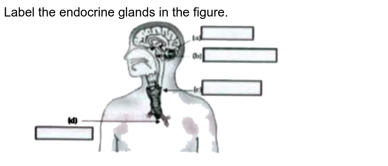 Label the endocrine glands in figure