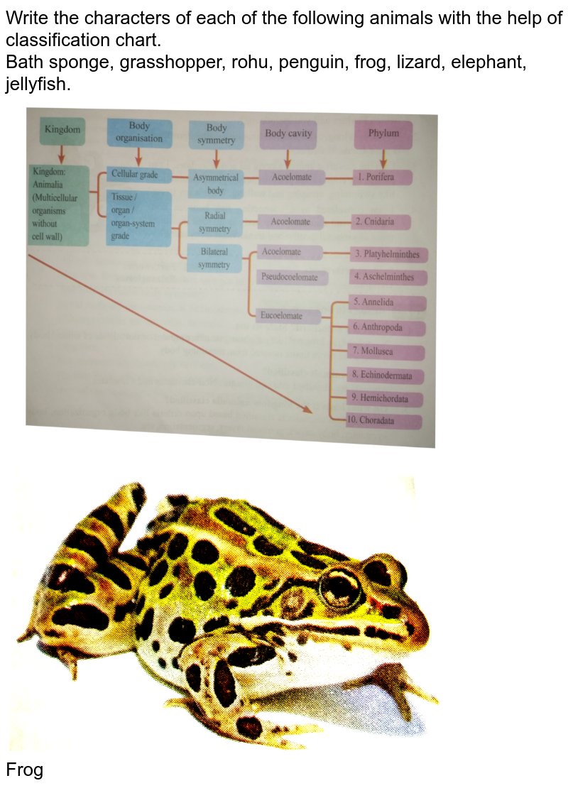 Which of the following are uricotelic animals? a Rohu and Frogb Li