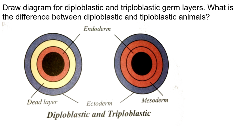 Draw diagram for diploblastic and triploblastic germ layers. What is the difference between diploblastic and tiploblastic animals?