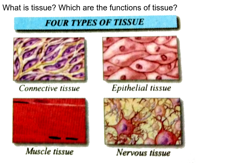 animal tissue slides