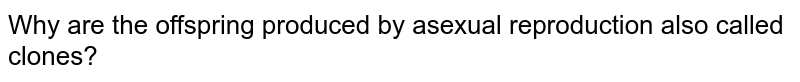 Why are the offspring produced by asexual reproduction also called clones?