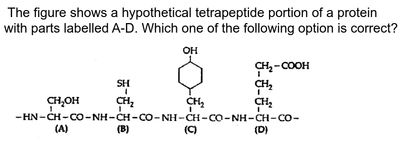 The figure shows a hypothetical tetrapeptide portion of a protein with parts labelled A-D. Which one of the following option is correct?