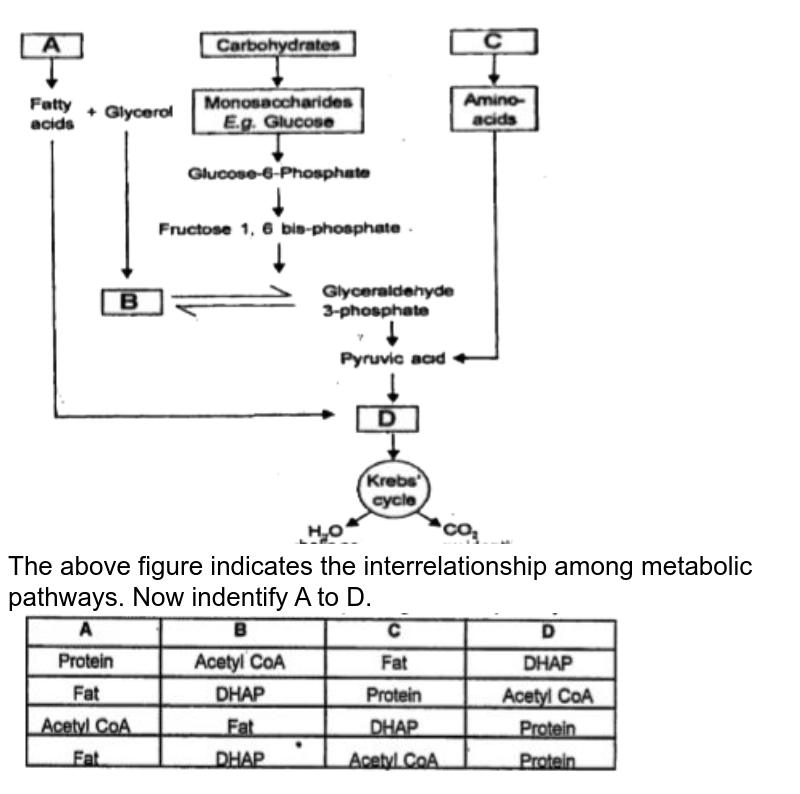 Interrelationship Among Metabolic Pathways Showing Respiration Mediated ...