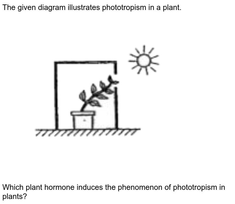 The given diagram illustrates phototropism in a plant. Which plant hormone induces the phenomenon of phototropism in plants?