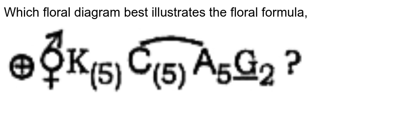 Which floral diagram best illustrates the floral formula,