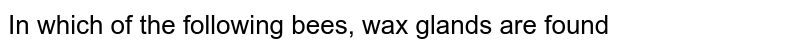 In which of the following bees, wax glands are found 