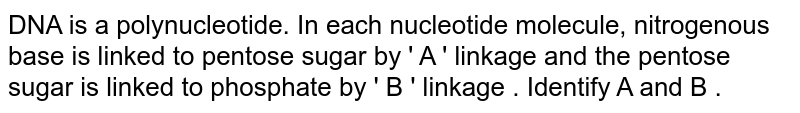 In a DNA molecule, nitrogenous base is linked to pentose sugar by 'A' linkage and the pentose sugar is linked to phosphate by 'B' linkage. Correctly identify A and B.