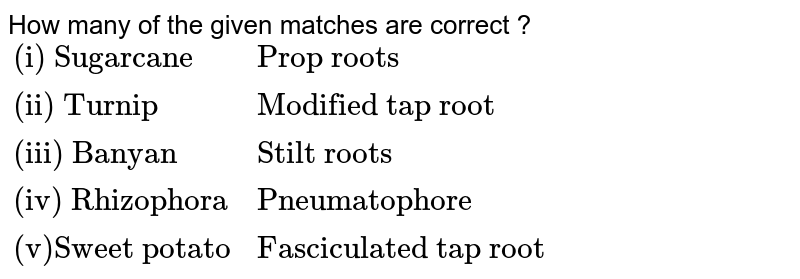How many of the given matches are correct ? {:("(i) Sugarcane","Prop roots"),("(ii) Turnip","Modified tap root"),("(iii) Banyan","Stilt roots"),("(iv) Rhizophora","Pneumatophore"),("(v)Sweet potato","Fasciculated tap root"):}
