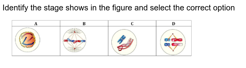 Identify the stage shows in the figure and select the correct option (a) A-Late prophase , B-Anaphase , C-Telophase , D-Prophase (b) A-Late prophase, B - Metaphase of mitosis, C- Prophase I of meiosis, D-metaphase I of meiosis (c) A-Late prophase, B - Metaphase of mitosis, C- Metaphase I of meiosis, D-Prophase I of meiosis (d) A - Metaphase , B - Anaphase, C - Telophase, D - Prophase I of meiosis
