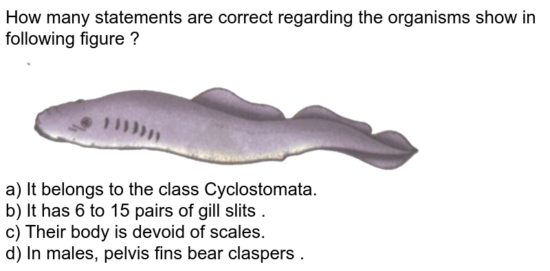 How many statements are correct regarding the organisms show in following figure ? a) It belongs to the class Cyclostomata. b) It has 6 to 15 pairs of gill slits . c) Their body is devoid of scales. d) In males, pelvis fins bear claspers .