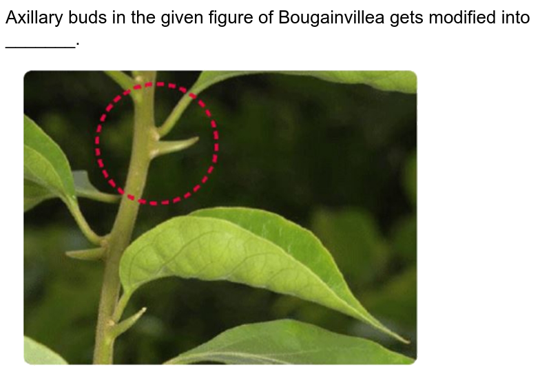 Axillary buds in the given figure of Bougainvillea gets modified into _______. (a) Suckers (b) stolons (c) tendrils (d) thorns