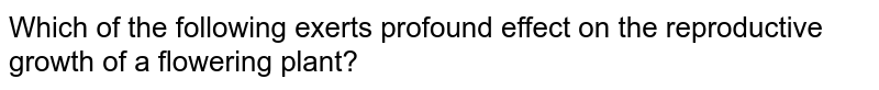Which of the following exerts profound effect on the reproductive growth of a flowering plant?