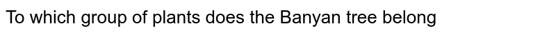 To which group of plants does the Banyan tree belong
