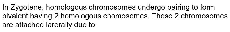 In Zygotene, homologous chromosomes undergo pairing to form bivalent having 2 homologous chromosomes. These 2 chromosomes are attached laterally due to 