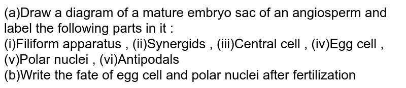 (a) Draw a diagram of a mature embryo sac of an angiosperm and label the following parts in it : (i) Filiform apparatus (ii) Synergids (iii) Central cell (iv) Egg cell (v) Polar nuclei (vi) Antipodals (b) Write the fate of egg cell and polar nuclei after fertilization.