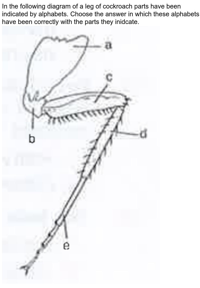 In the following diagram of leg of cockroach parts have been indi