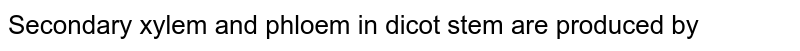 Secondary xylem and phloem in dicot stem are produced by
