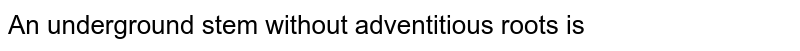 An underground stem without adventitious roots is