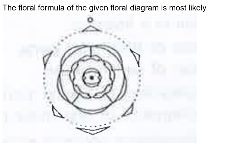The floral formula of the given floral diagram is most likely