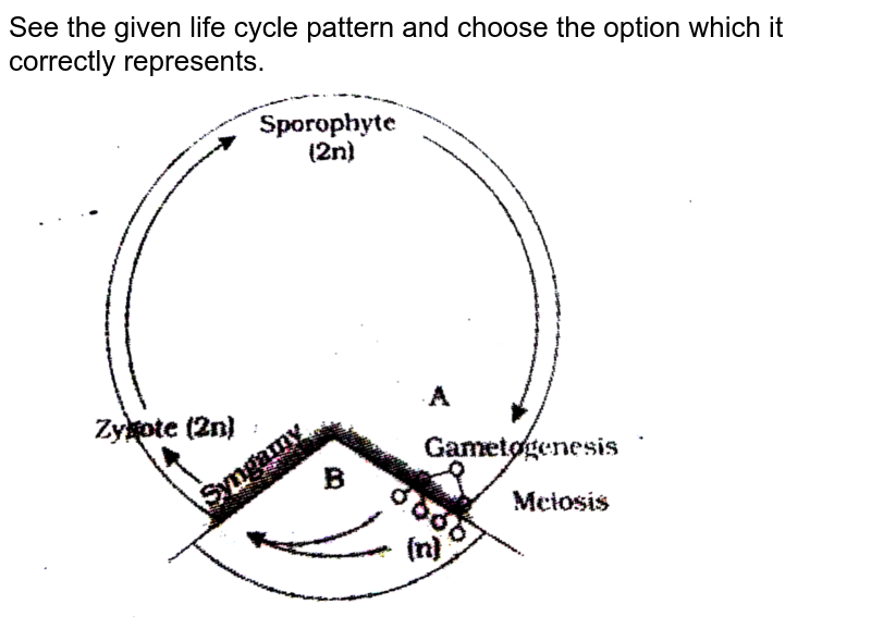 See the given life cycle pattern and choose the option which it correctly represents. <br> <img src="https://d10lpgp6xz60nq.cloudfront.net/physics_images/OBJ_NEET_BIO_V01_C03_E01_168_Q01.png" width="80%">