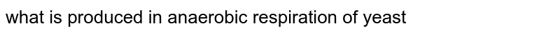 what is produced in anaerobic respiration of yeast