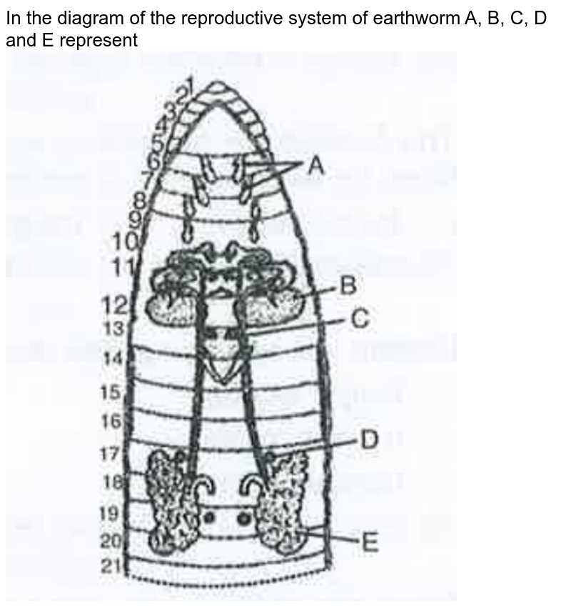 In the diagram of the reproductive system of earthworm A, B, C, D and E represent