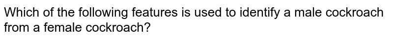 Which of the following features is used to identify a male cockroach from a female cockroach