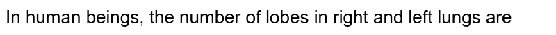 In human beings, the number of lobes in right and left lungs are