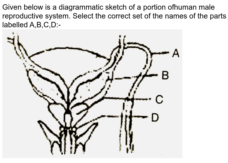 Given Below Is A Diagrammatic Sketch Of A Portion Of Human Male Re 1554