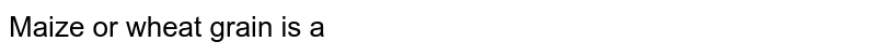 Maize or wheat grain is a