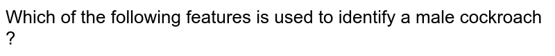 Which of the following features is used to identify a male cockroach from a female cockroach?