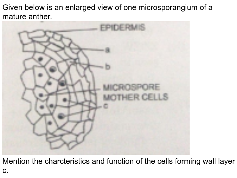 Draw a diagram of an enlarged view of T.S. of one microsporangium