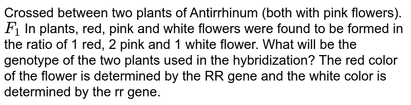 In Antirrhinum, two plants with pink flowers were crossed. F_1 In this generation, plants with red, pink and white flowers were produced in the ratio of 1 red, 2 pink and 1 white. In this case, what could be the genotype of both the plants used for hybridization? The red color of flowers is determined by RR and white color by r genes.