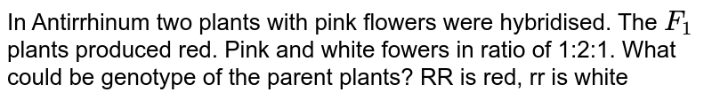 In Antirrhinum two plants with pink flowers were hybridised. The F_(1) plants produced red. Pink and white fowers in ratio of 1:2:1. What could be genotype of the parent plants? RR is red, rr is white