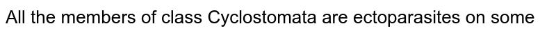 All the members of class Cyclostomata are ectoparasites on some