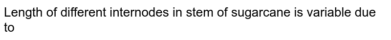 Length of different internodes in stem of sugarcane is variable due to