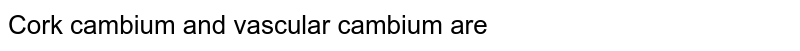 Cork cambium and vascular cambium are