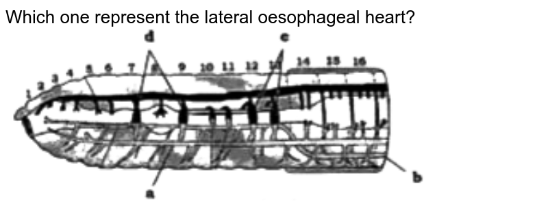Which one represent the lateral oesophageal heart?