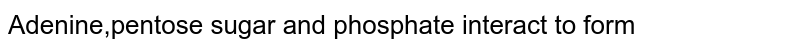 Adenine,pentose sugar and phosphate interact to form