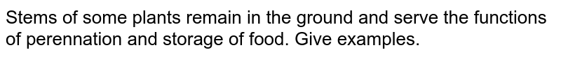 Stems of some plants remain in the ground and serve the functions of perennation and storage of food. Give examples.