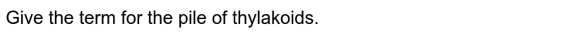 Give the term for the pile of thylakoids.