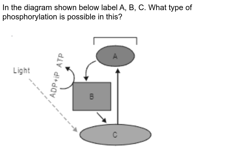 In the diagram shown below label A, B, C. What type of phosphorylation is possible in this?