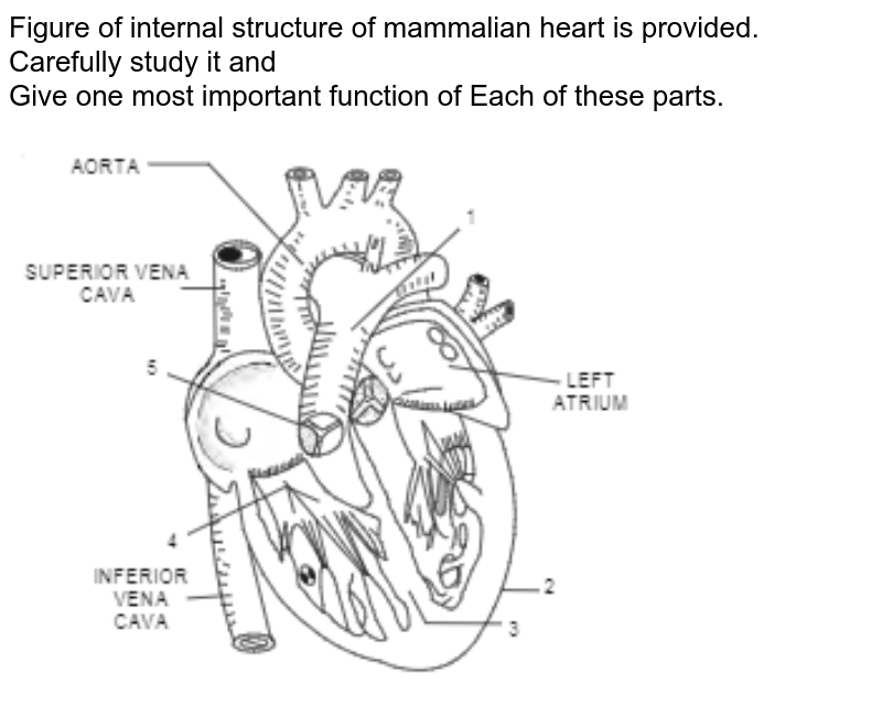 How to draw Internal Structure of human heart  step by step  pencil Sketch   YouTube