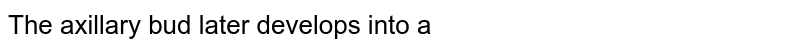 The axillary bud later develops into a