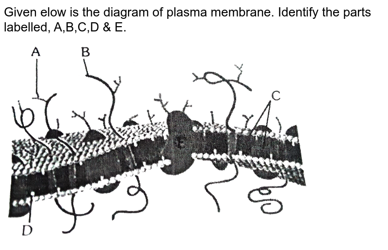 Given below is the diagram of plasma membrane. Identify the parts labelled, A,B,C,D & E.